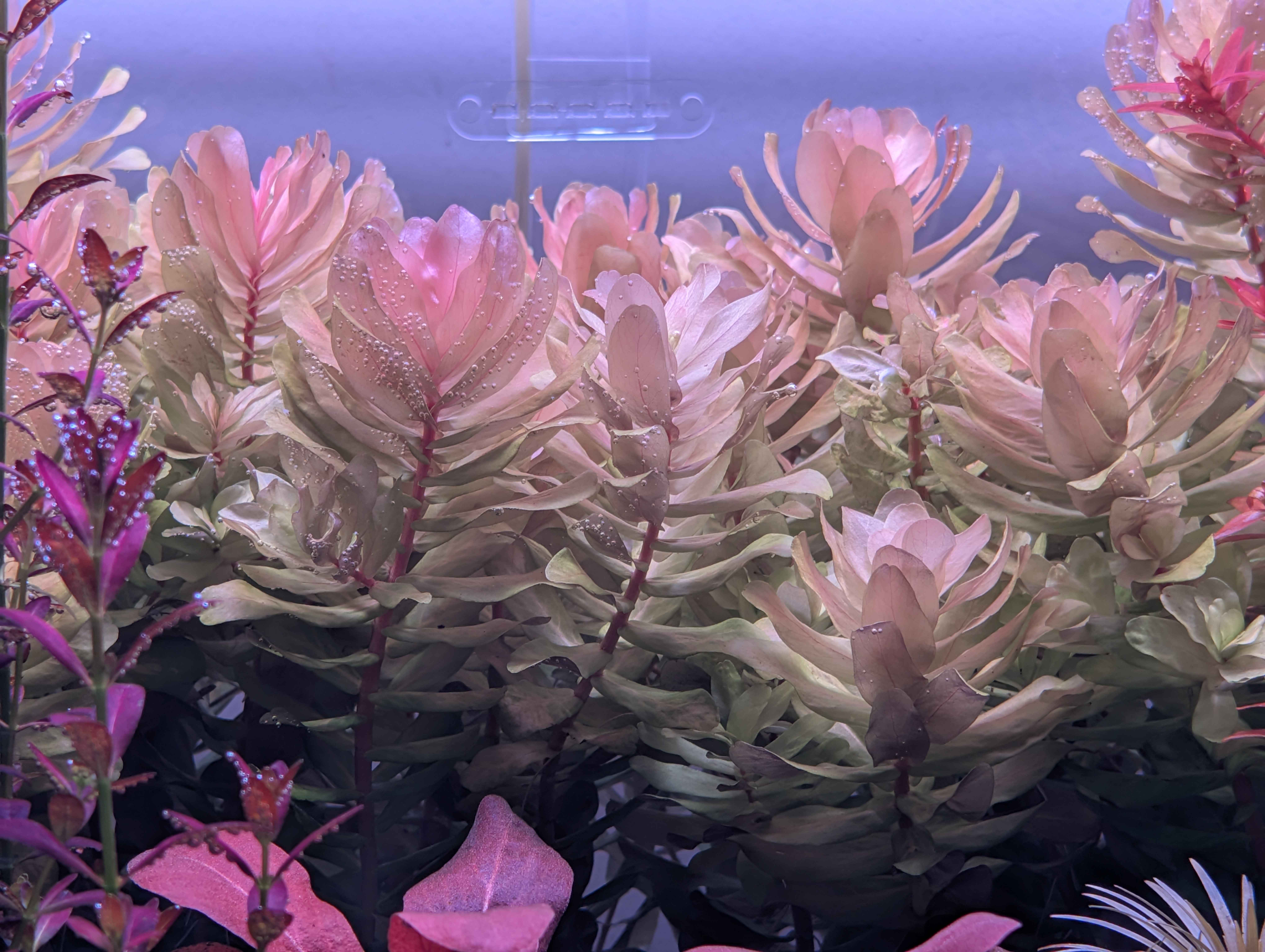 Rotala tulunadensis