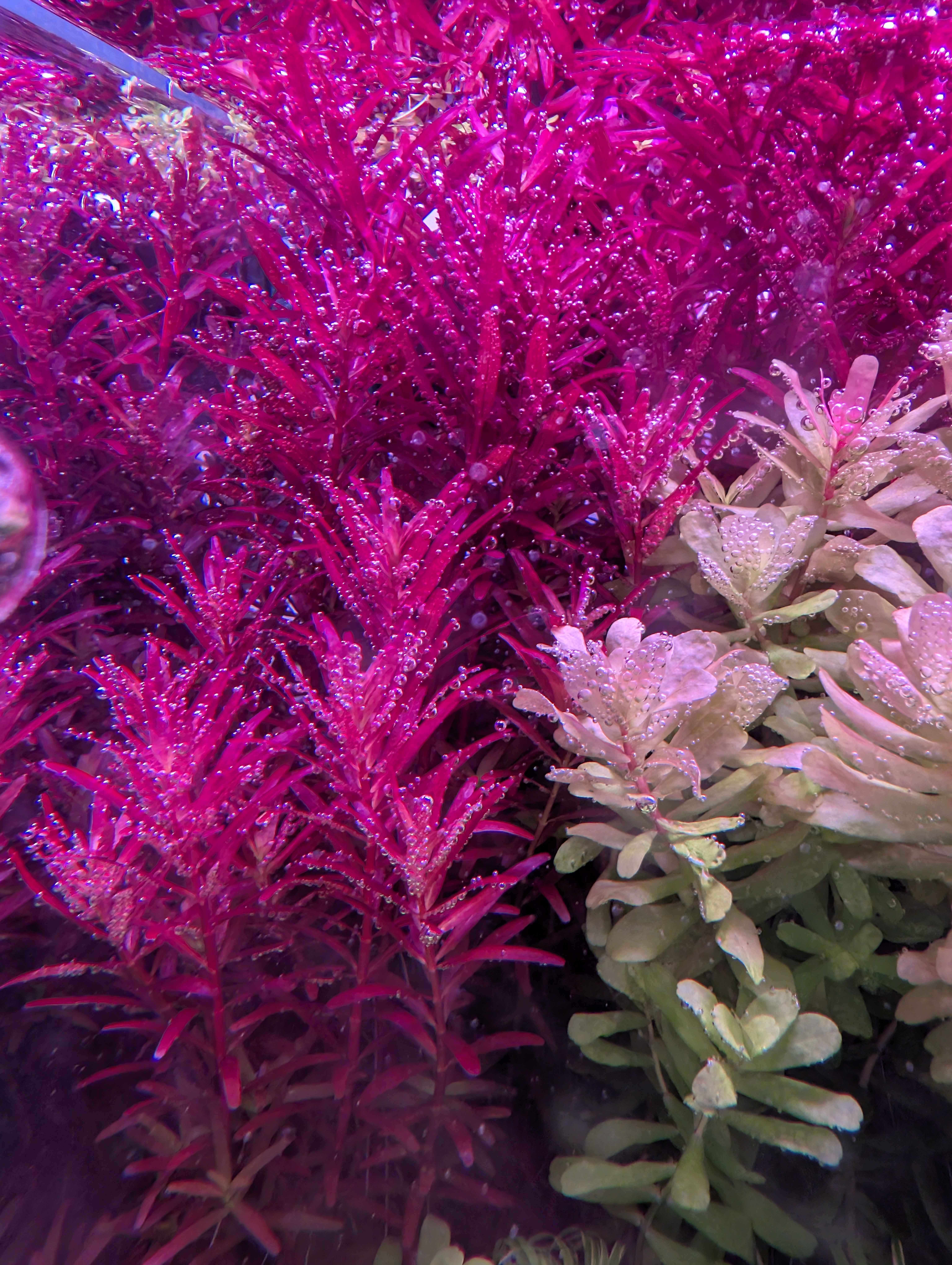 Rotala rotundifolia Blood RED