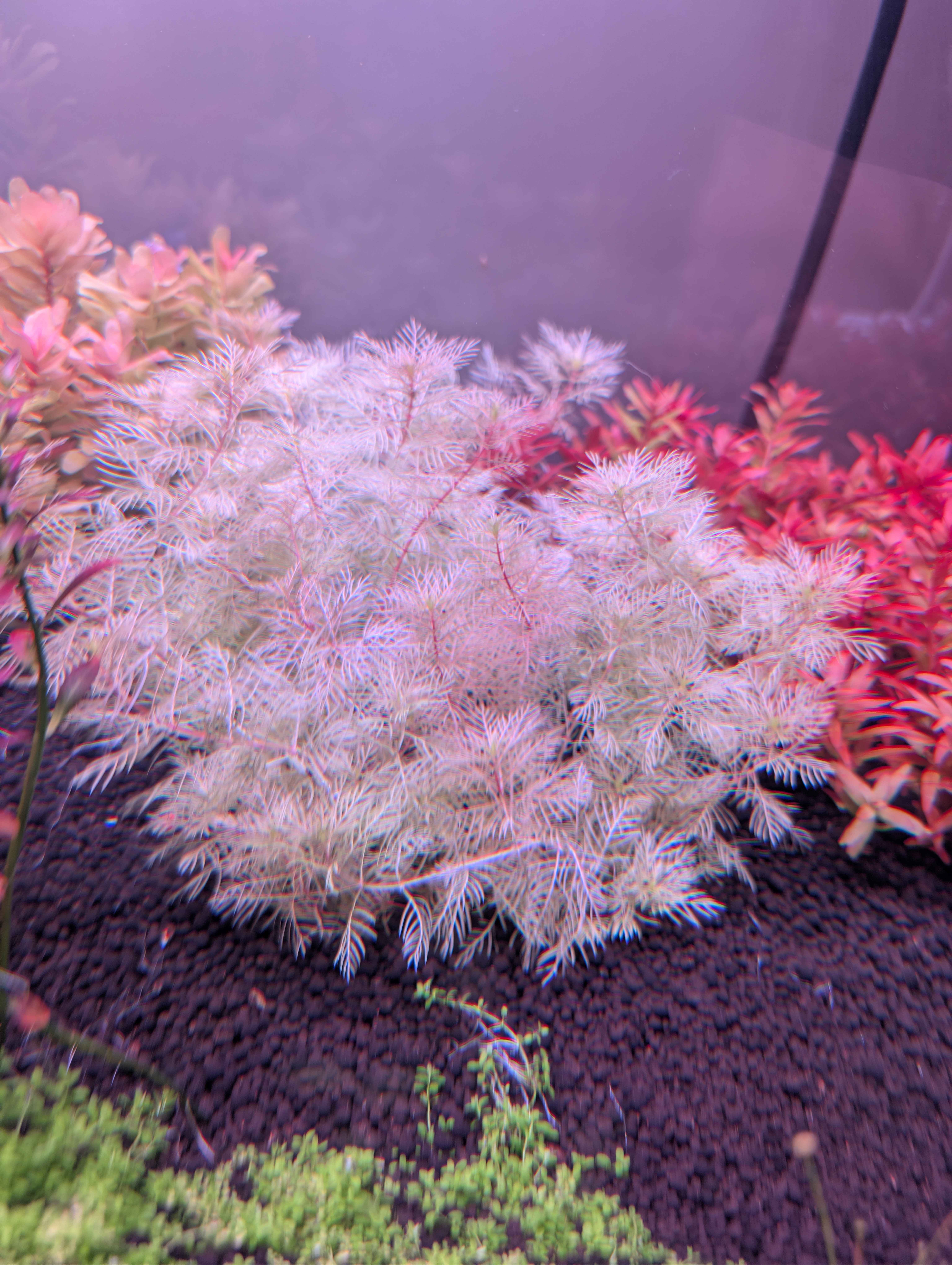 Myriophyllum sp. 'Golden'