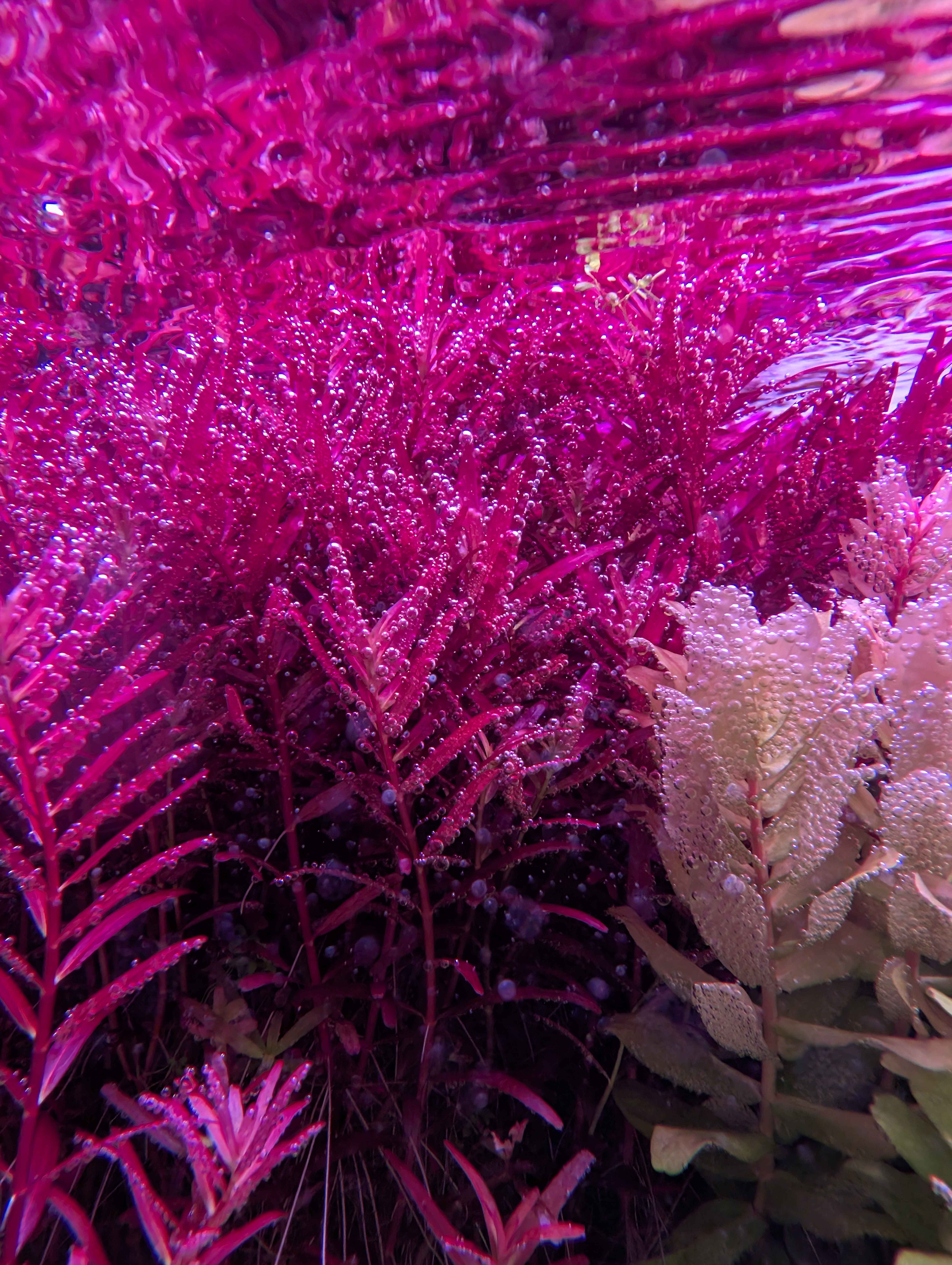 Effectief CO2-beheer in het Plantenaquarium