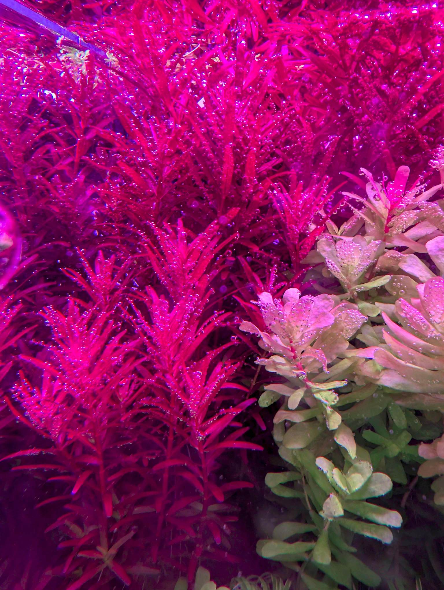 Rotala Blood RED