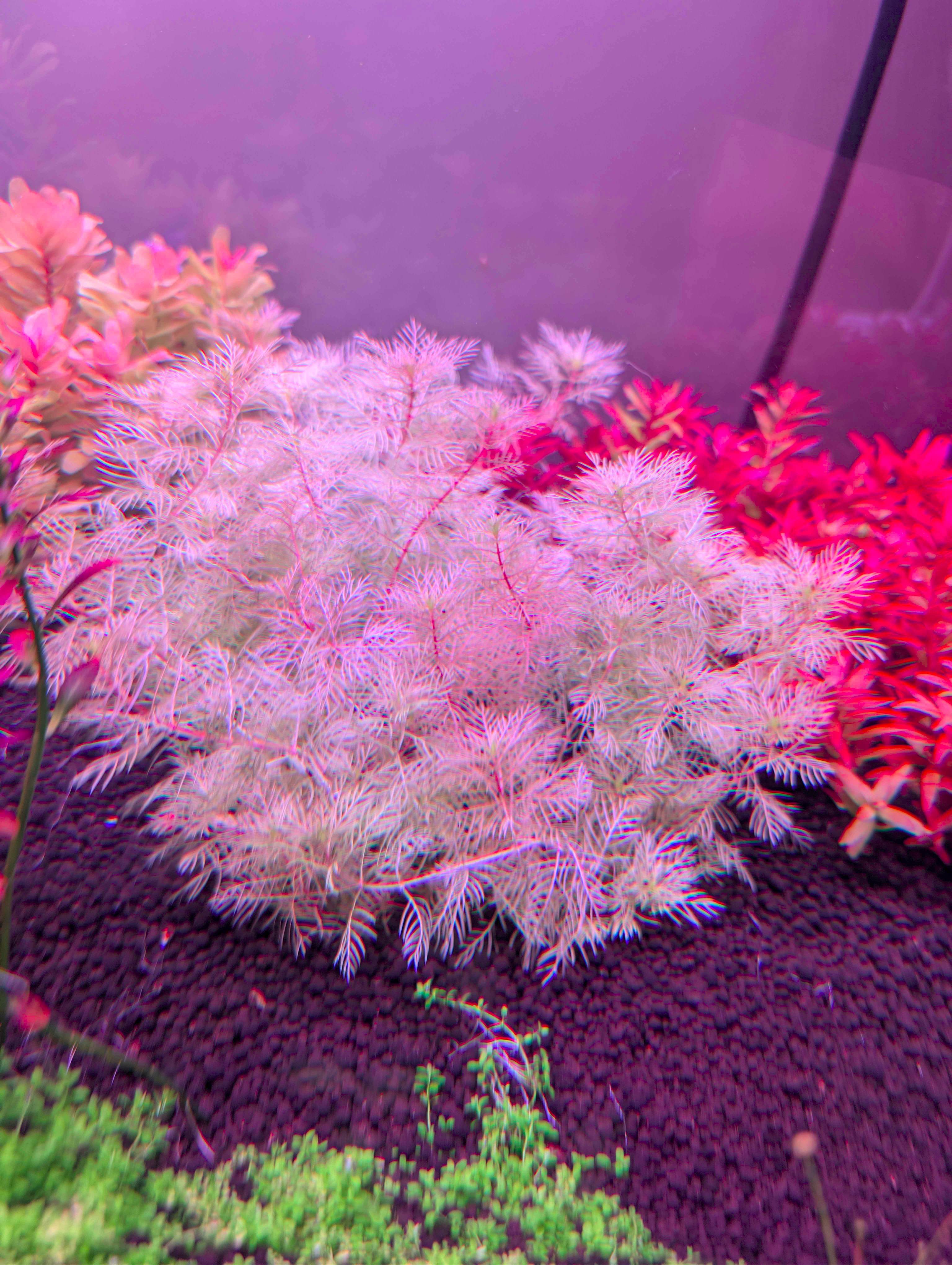 Myriophyllum "golden"