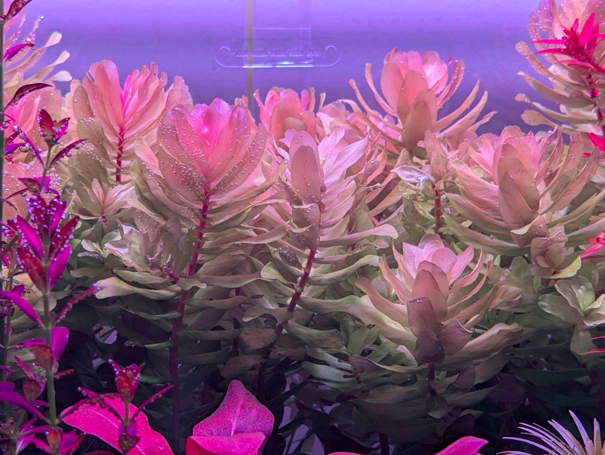 Rotala Tulunadensis